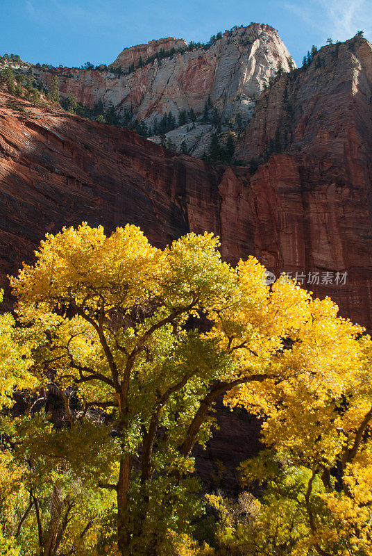 Slhouette Cottonwood秋寺锡纳瓦锡安国家公园犹他州